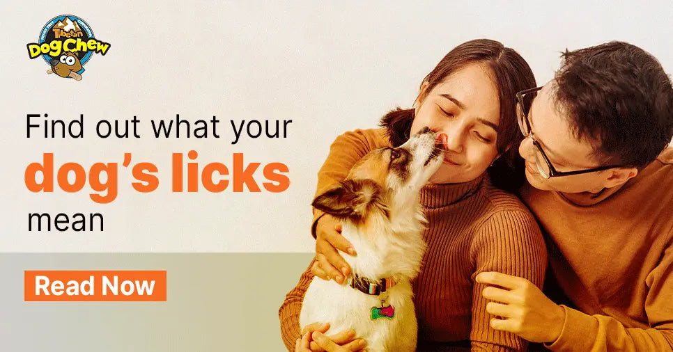 Why Does Your Dog Lick You and What You Should Do About It?