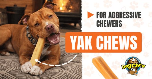 Yak CHews for Aggressive Chewers | Image of a dog with chew