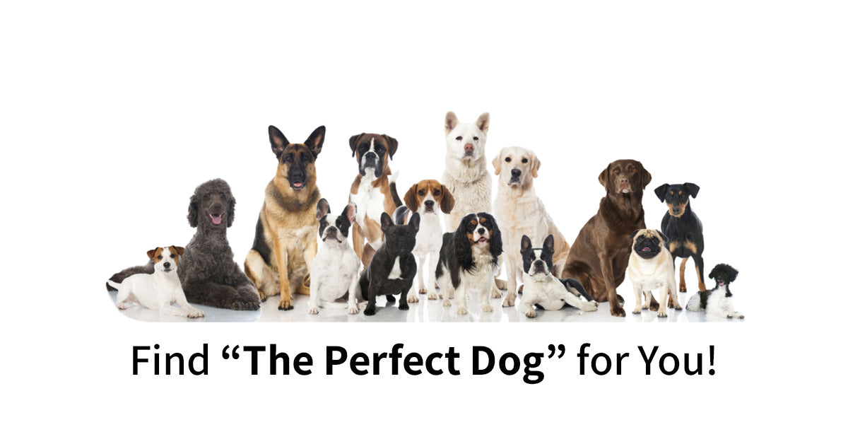 What's the right dog best sale breed for me quiz