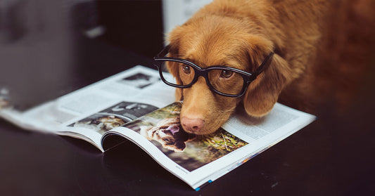 10 Pawsome Ways to Mentally Stimulate Your Dog