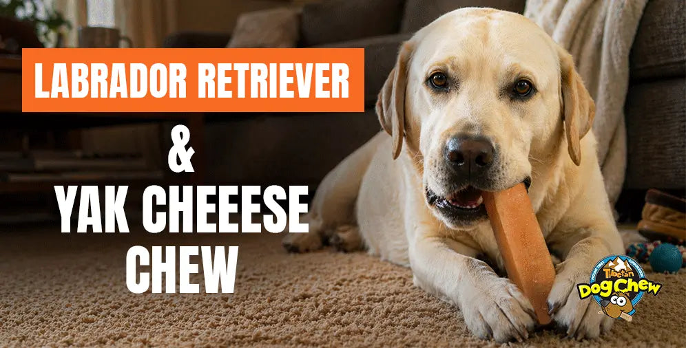 Yak Chews for Labrador Retrievers: Size, Safety & Benefits Guide