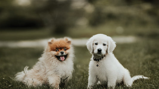 Why are Yak Cheese Chews used as Calming Treats for Puppies