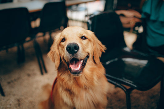 Understanding Dog Chews and its Dental Health Benefits