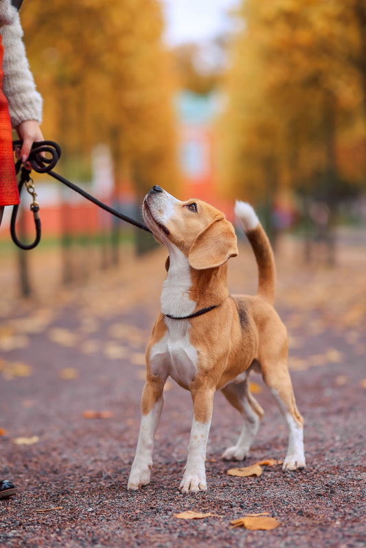 What is your dog's tail trying to tell you?