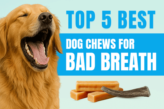 Top 5 Best Dog Chews for Bad Breath