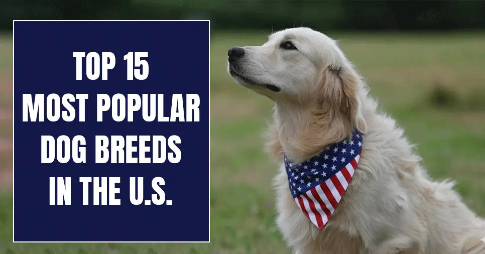 top 15 popular dogs breeds us