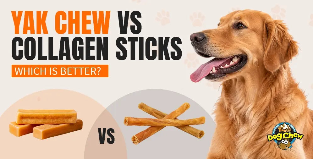 Yak Chews vs. Collagen Sticks for Dogs: Ingredients, Hardness, Safety and Evidence