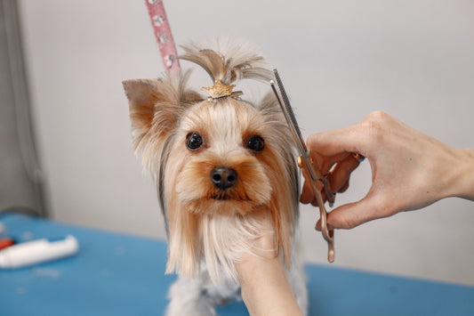 How Often Should You Groom Your Dog?