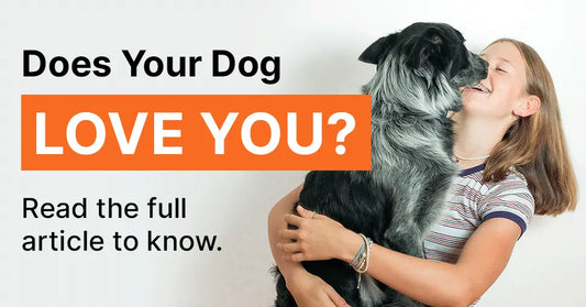 10 Signs That Your Dog Really Loves You