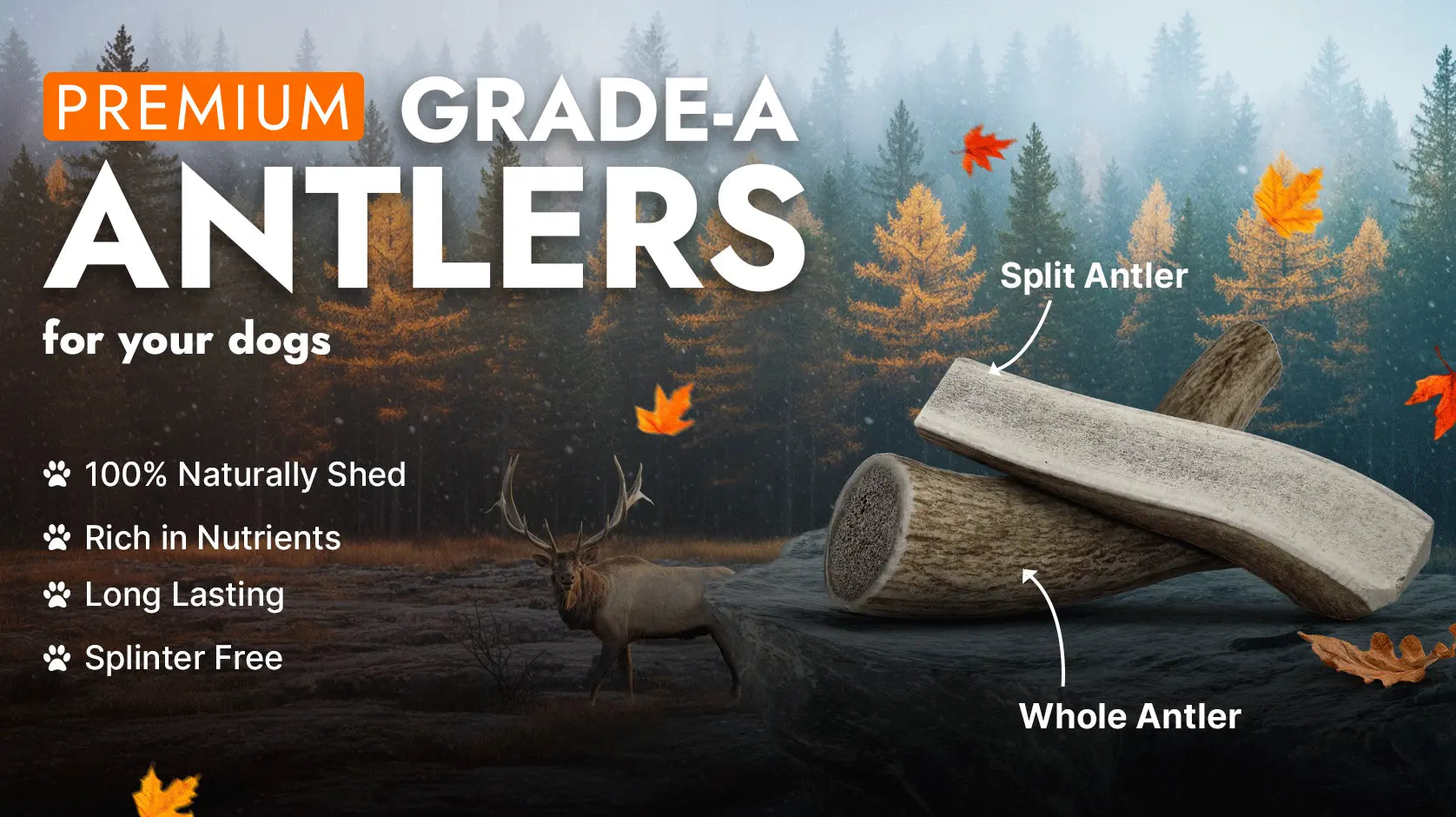 Advertisement for premium grade-A antlers for dogs with a forest background.