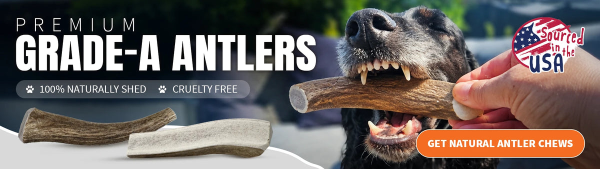 Tibetan Dog Chew