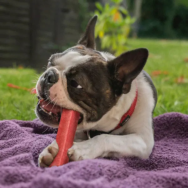 Large Dog Spring Bundle Pack - Durable Natural Yak Chews & Antler Bundle for Dogs Under 55lbs