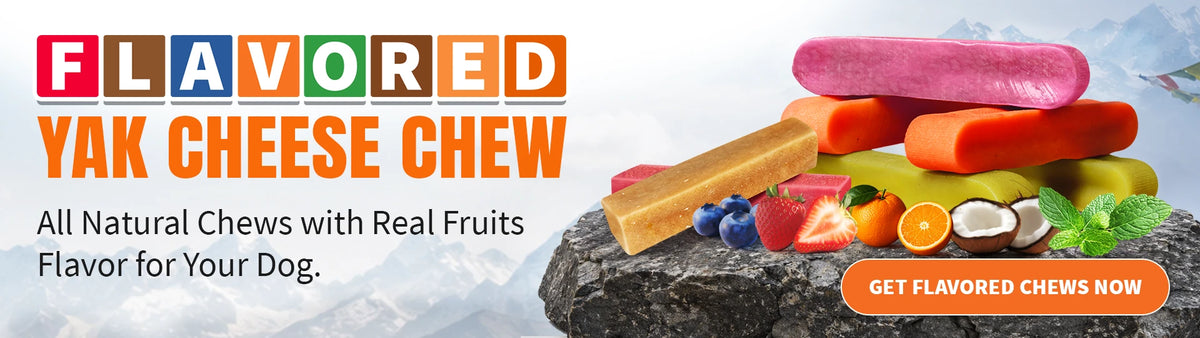 Tibetan Dog Chew