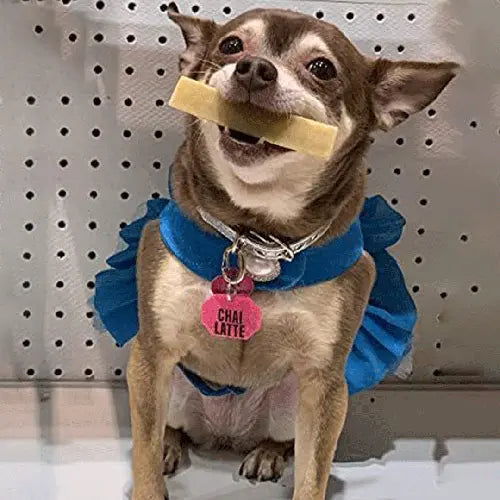 a dog named chai latte with a himlayan yak chew in it's mouth