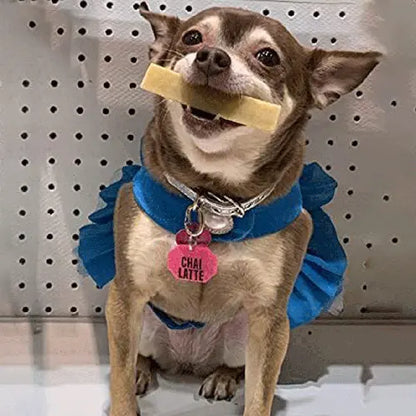 a dog named chai latte with a himlayan yak chew in it's mouth