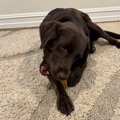 A black dog sitting on a grey carpet with himlayan yak chew in it's mouth