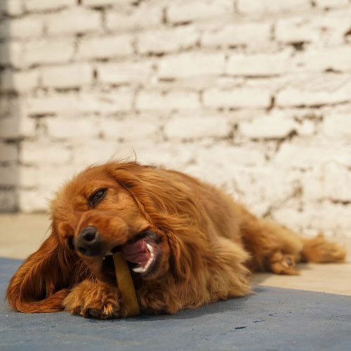 A golden retriever sitting anc chewing a piece of Tibetan Yak Chew  with its's mouth