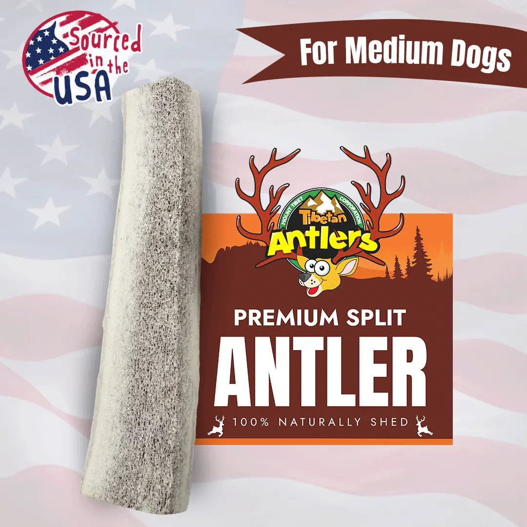 Medium Elk Antlers for Dogs – Natural Long-Lasting Chew Treats