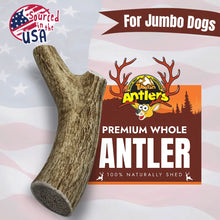 Jumbo whole elk antler for dogs - Long Lasting Dog Treats