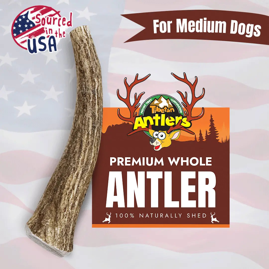 Medium Elk Antlers for Dogs – Natural Long-Lasting Chew Treats