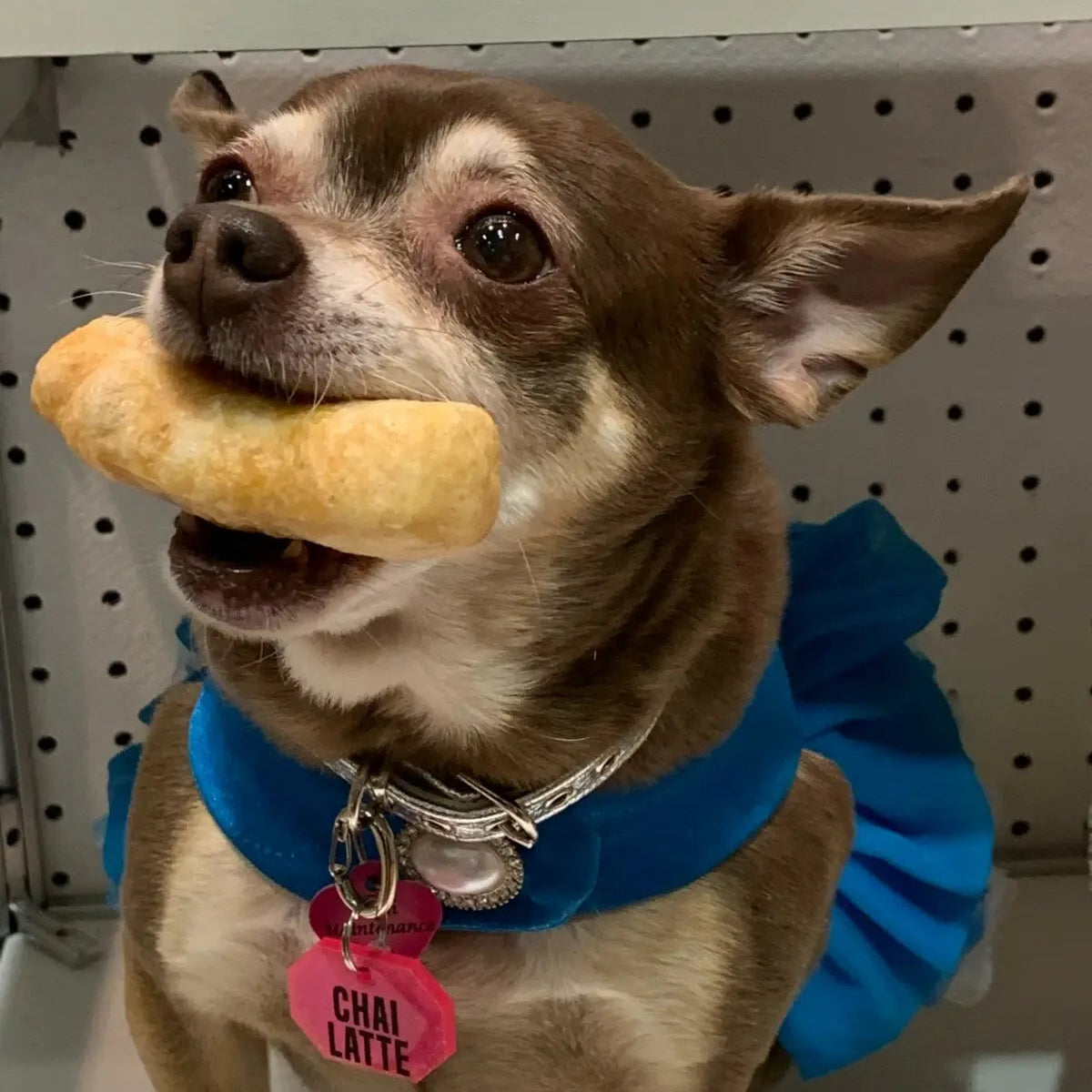 Small dog wearing a blue outfit with a pink tag, holding a treat in its mouth, in front of a store shelf.