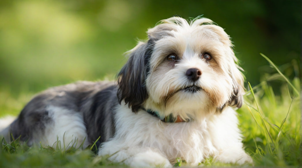 Havanese: Traits, Health, Diet and Care