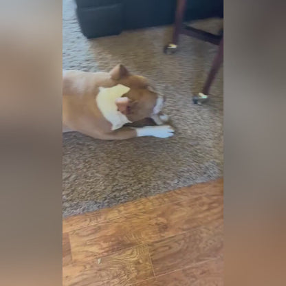 Small Elk Antlers for Dogs